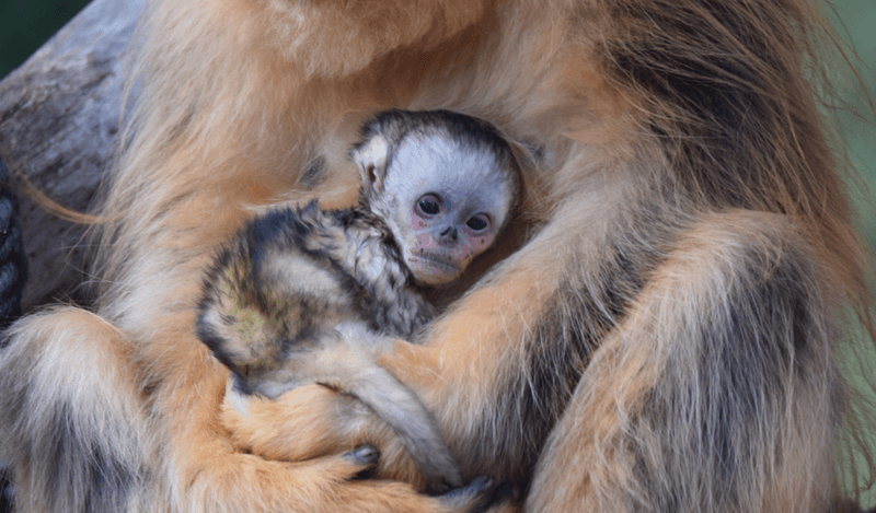 A baby golden snub-nosed monkey recently born at a zoo in France.