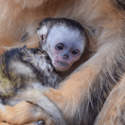 A baby golden snub-nosed monkey recently born at a zoo in France.
