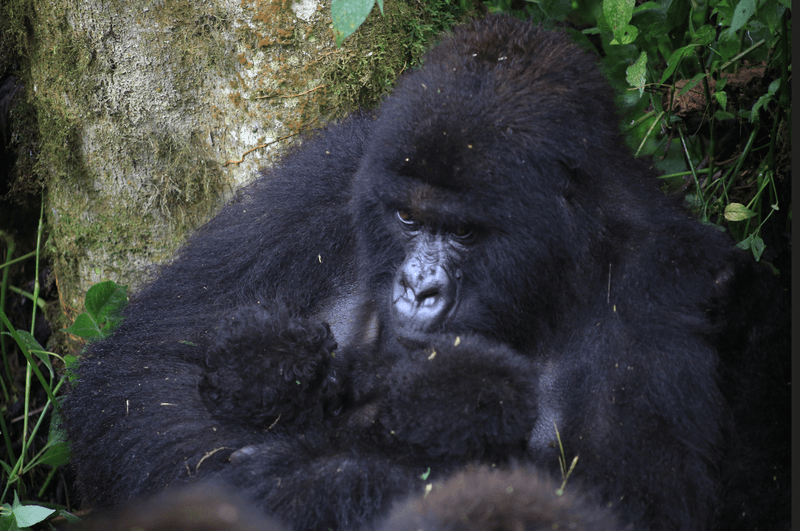 A mother mountain gorilla in the Baraka family at Virunga National Park holds her newborn twins