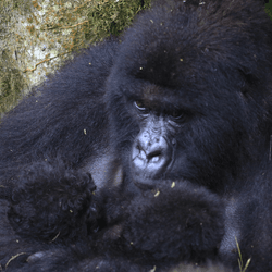 A mother mountain gorilla in the Baraka family at Virunga National Park holds her newborn twins