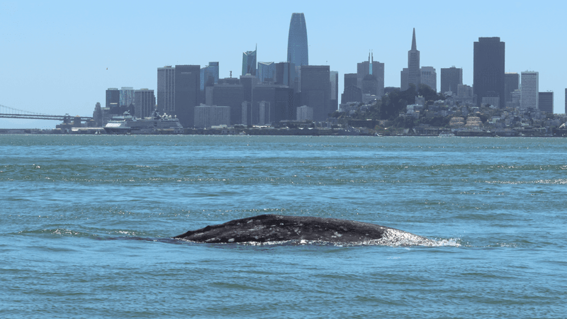 The presence of a gray whale so close to a population center may delight the locals, but for gray whales it's a very bad sign