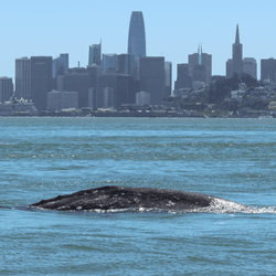 The presence of a gray whale so close to a population center may delight the locals, but for gray whales it's a very bad sign