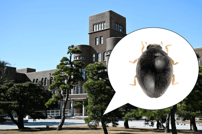 Getting into Kyushu University is very easy when you're small enough to not be noticed, but aquiring a qualification is probably a bit harder