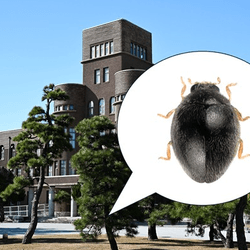 Getting into Kyushu University is very easy when you're small enough to not be noticed, but aquiring a qualification is probably a bit harder