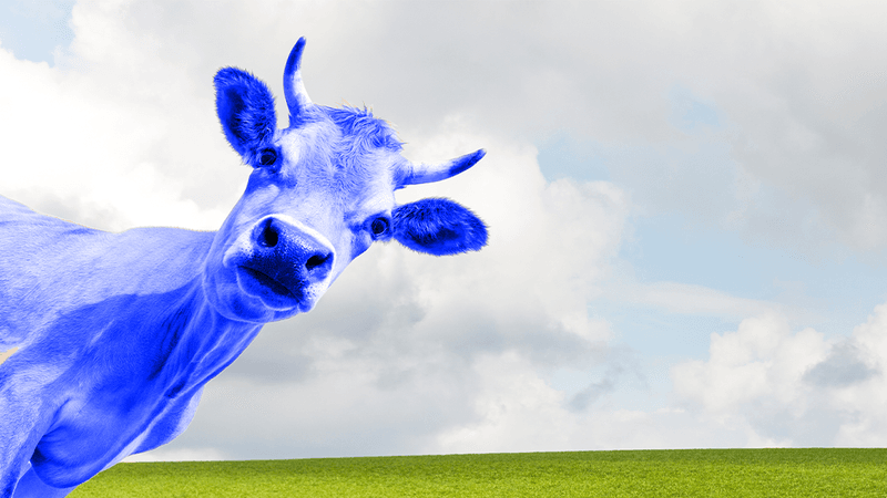 A cow peers at the camera with blue fur and horns that has been photoshopped.