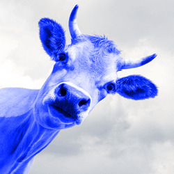 A cow peers at the camera with blue fur and horns that has been photoshopped.
