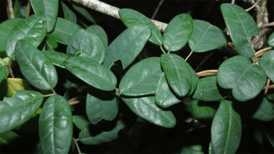 Boquila trifoliolata leaves.
