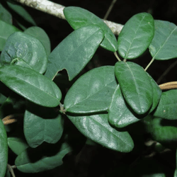 Boquila trifoliolata leaves.