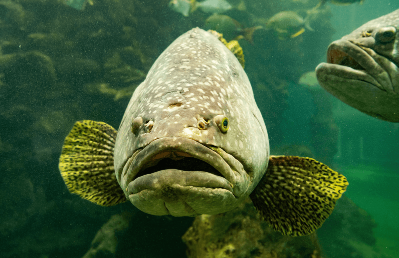 A grouper fish in an aquarium