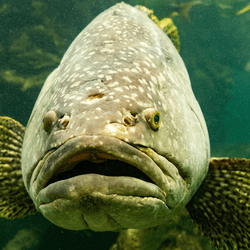 A grouper fish in an aquarium
