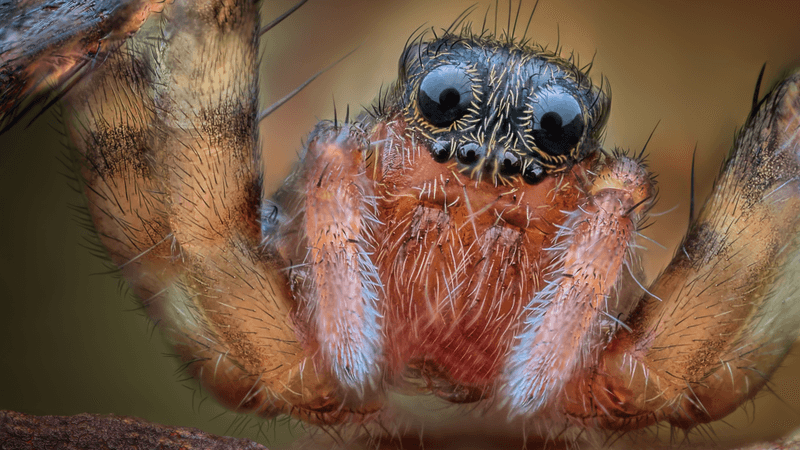 spider up close it has fearful eyes