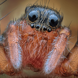 spider up close it has fearful eyes