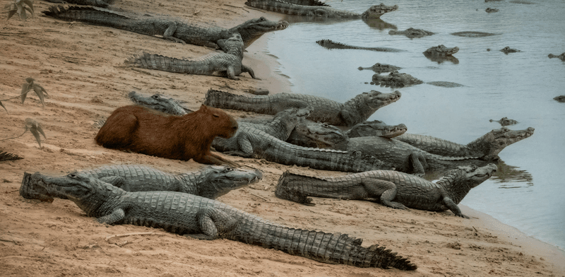 Capybara and yacare hanging out in Brazil like it's no big deal.
