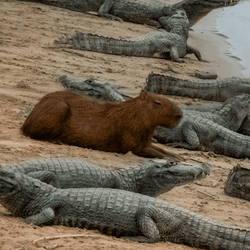 Capybara and yacare hanging out in Brazil like it's no big deal.