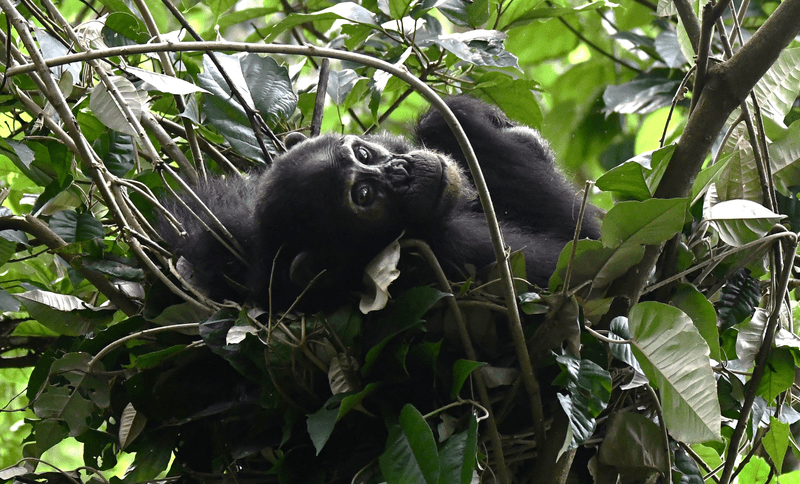 A chimp in its nest in Rwanda.