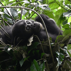 A chimp in its nest in Rwanda.