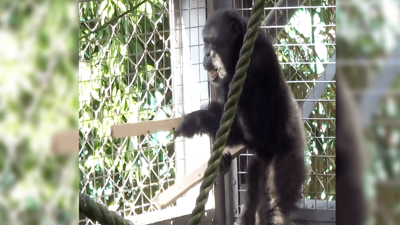 A chimpanzee drumming while expressing its “play” face.
