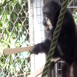 A chimpanzee drumming while expressing its “play” face.