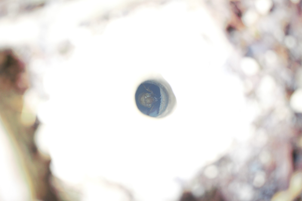 POV into the open lid of a cicada tower shows a nymph tucked inside
