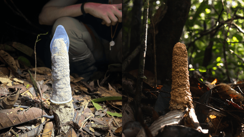 a cicada tower stick out of the amazon's forest floor, another image shows a second tower with a condom wrapped over the top