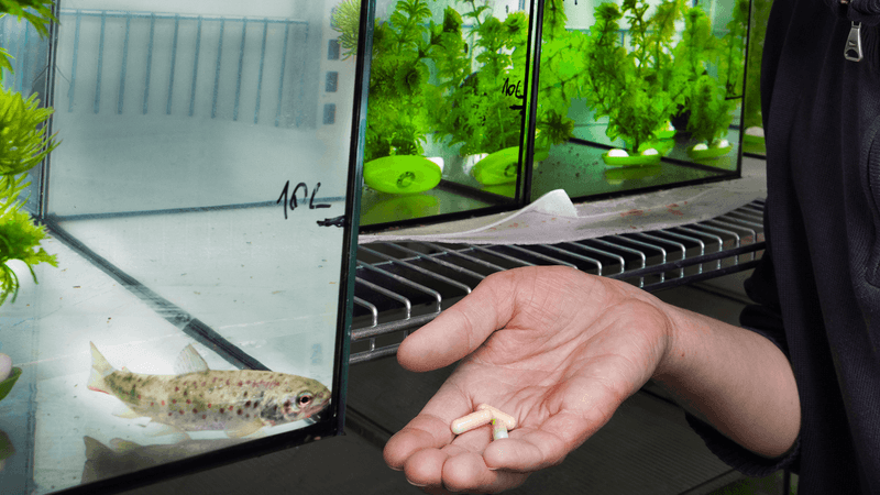 A young salmon in a tank is offered some pills by a researcher.