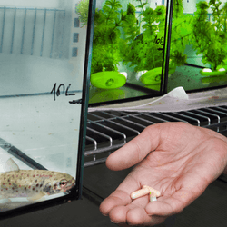 A young salmon in a tank is offered some pills by a researcher.