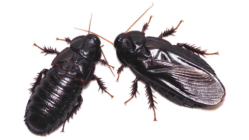 Two cockroaches with one of the wings missing on the right hand indiviudal