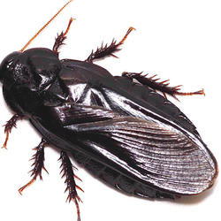Two cockroaches with one of the wings missing on the right hand indiviudal