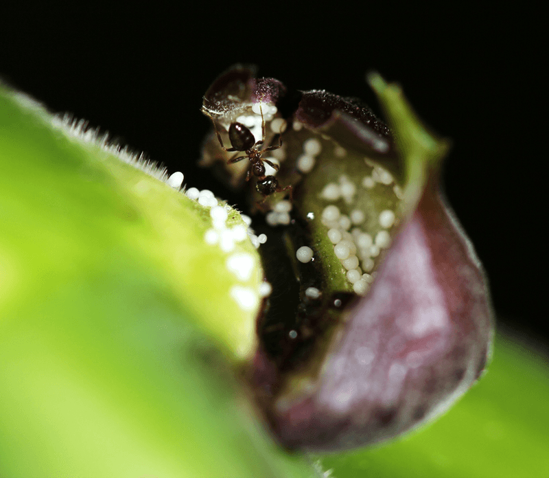 A black ant hangs over the edge of a plant stem with eggs inside.