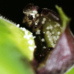 A black ant hangs over the edge of a plant stem with eggs inside.