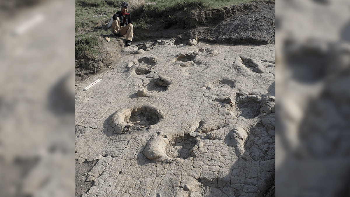 Two parallel trackways of large sauropods overlap and extend toward the upper left of the image, forming a series of large, oval-shaped depressions. The overlapping pattern indicates that one individual followed the exact path of another.