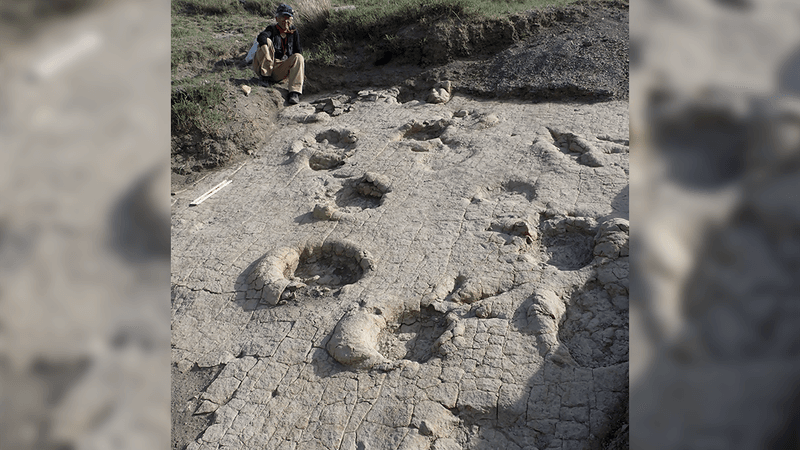 Two parallel trackways of large sauropods overlap and extend toward the upper left of the image, forming a series of large, oval-shaped depressions. The overlapping pattern indicates that one individual followed the exact path of another.