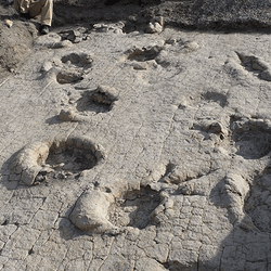 Two parallel trackways of large sauropods overlap and extend toward the upper left of the image, forming a series of large, oval-shaped depressions. The overlapping pattern indicates that one individual followed the exact path of another.