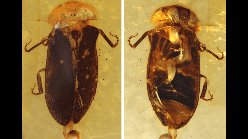 the front and back of a luminous beetle locked in an amber fossil