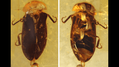 the front and back of a luminous beetle locked in an amber fossil