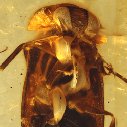 the front and back of a luminous beetle locked in an amber fossil
