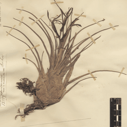 carefully constructed composite specimen made up of the flowers of Quesnelia liboniana inserted into the rosette of Vriesea poenulata