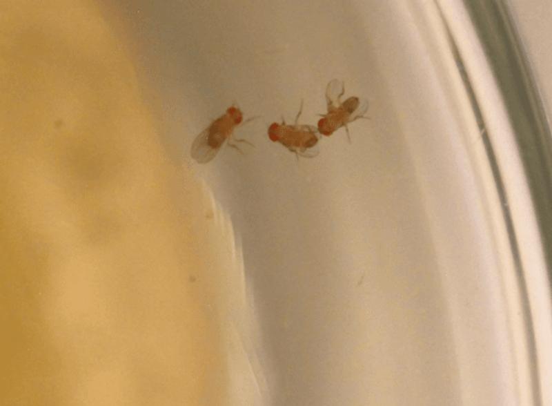 In the absence of a female, but food that males would normally fight over, a male fruit fly woos another while a third looks on
