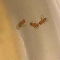 In the absence of a female, but food that males would normally fight over, a male fruit fly woos another while a third looks on