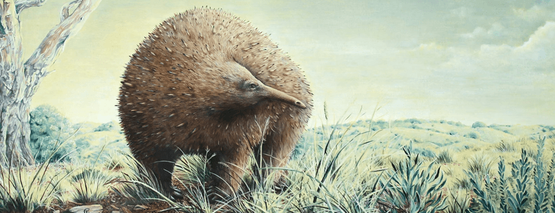 An artist's illustration of a Giant long-beaked echidna (Megalibgwilia owenii) wandering around ancient Australia. 