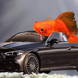 A goldfish photoshopping into a black car inside a fish tank