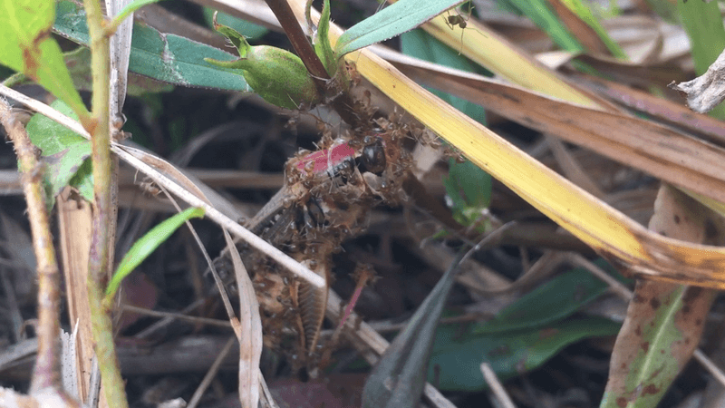 A grasshopper covered in ants surrounded by tall blades of grass