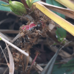 A grasshopper covered in ants surrounded by tall blades of grass