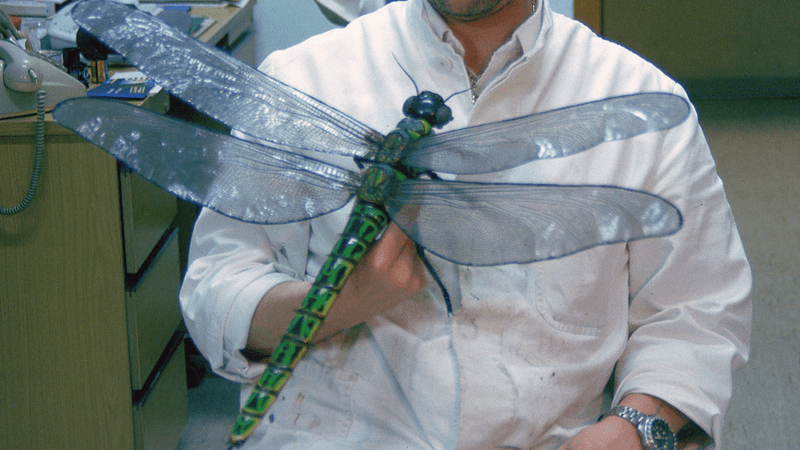 A scientist with a life-size model of Meganeuropsis permiana. They don't make them like that anymore, but the textbook reasons for that appears to be wrong.