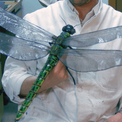A scientist with a life-size model of Meganeuropsis permiana. They don't make them like that anymore, but the textbook reasons for that appears to be wrong.