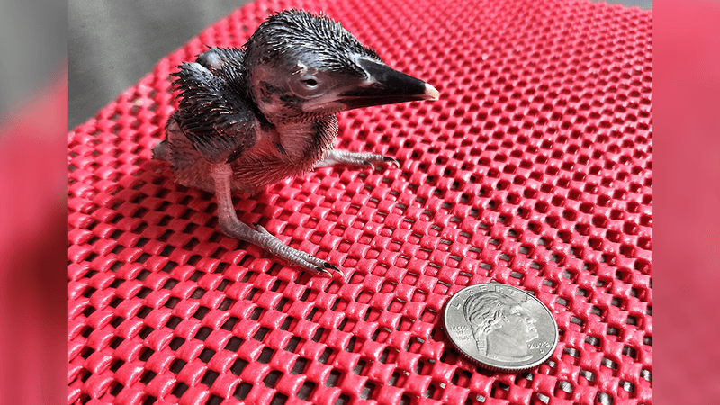 15-day-old Guam kingfisher chick next to a US quarter dollar coin