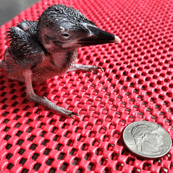 15-day-old Guam kingfisher chick next to a US quarter dollar coin