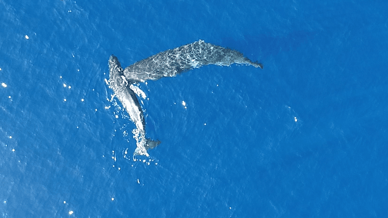 A sperm whale swims directly into the body of another whale
