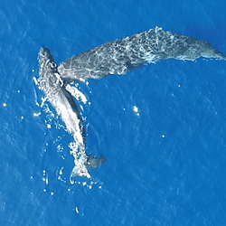 A sperm whale swims directly into the body of another whale