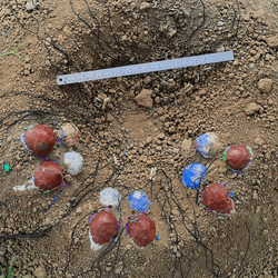 an artificial oviraptor nest with custom-built eggs